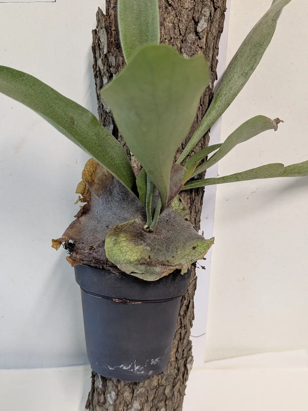 Green Mounted Staghorn Fern Plant On Natural Bark Accessory